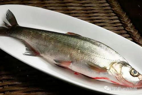 吃瓜日常 鱼慕,揭秘吃瓜日常中的趣味与智慧