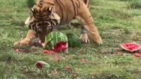 虎瓜咋吃,揭秘咋吃虎瓜的秘诀