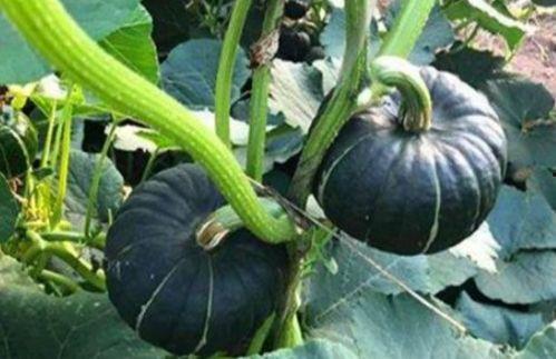 梦到吃瓜里面有很多小瓜,瓜果满园，尽享丰收之喜