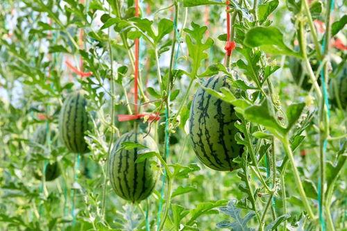 月下瓜地猹吃瓜,猹儿欢享瓜果盛宴