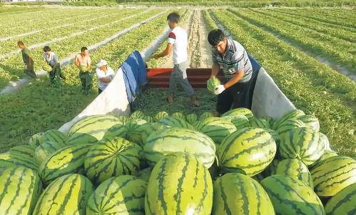 户外吃瓜亲子照片真实,户外吃瓜欢乐瞬间