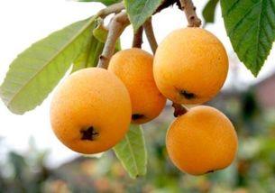 枇杷能和瓜一起吃吗,枇杷与瓜类食材的搭配禁忌解析