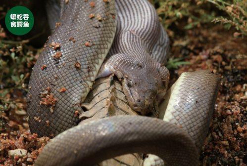 蟒蛇吃瓜变大的电影,瓜果成精，巨蟒逆袭