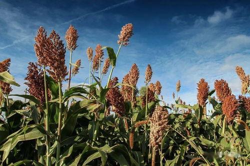 高粱吃瓜现场,丰收景象乐融融