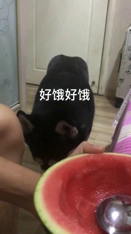 吃瓜拉拉,揭秘娱乐圈背后的故事与真相