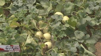 芦岗吃瓜,揭秘夏日消暑美食背后的故事