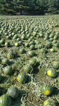 河北美院 吃瓜,吃瓜群众揭秘艺术学院的那些事儿