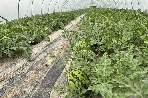 瓜田吃瓜网站入口