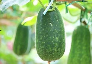 减肥吃绿瓜好吗还是红瓜,减肥饮食中的最佳选择