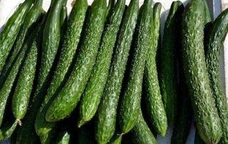 吃苏瓜减肥吗,揭秘蔬菜中的瘦身秘密”