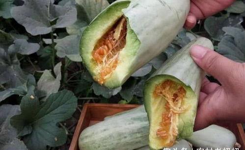 孕后吃付瓜,营养与健康的双重守护