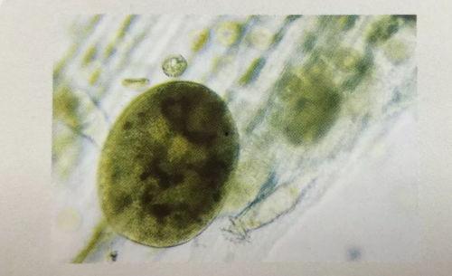 草履虫吃小瓜虫吗,共生还是捕食？