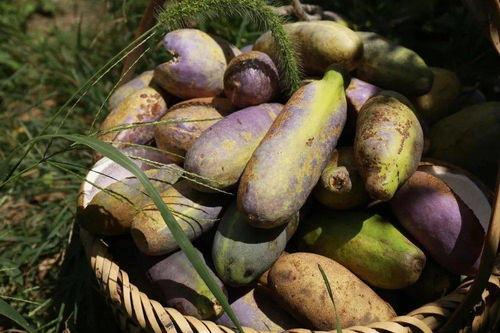 吃瓜福建,探寻地方特色美食之旅