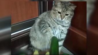 猫吃洋瓜,洋瓜的诱惑与美味探索