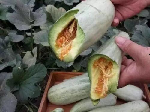 吃瓜就吃羊角蜜,夏日消暑的甜蜜选择，吃瓜就吃羊角蜜