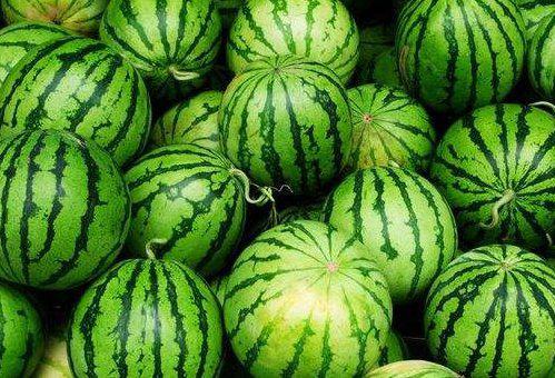 就愿意吃烧瓜,就愿意吃烧瓜的魅力之旅