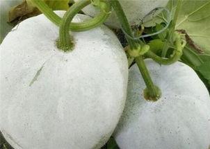 籽瓜和什么不能一起吃,揭秘与哪些食物不宜同食