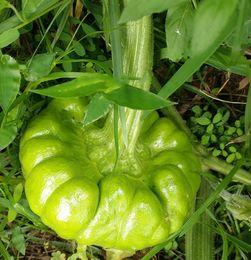 吃姜柄瓜,传统美食与现代营养的完美融合