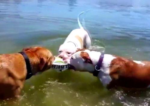 吃瓜鹿,揭秘娱乐圈背后的那些事儿