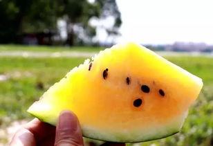 吃沙瓜还是脆瓜好吃呢视频,口感对决，谁才是夏日消暑佳品？