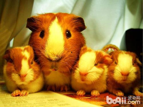 豚鼠吃蒲瓜,蒲瓜的奇妙滋味之旅