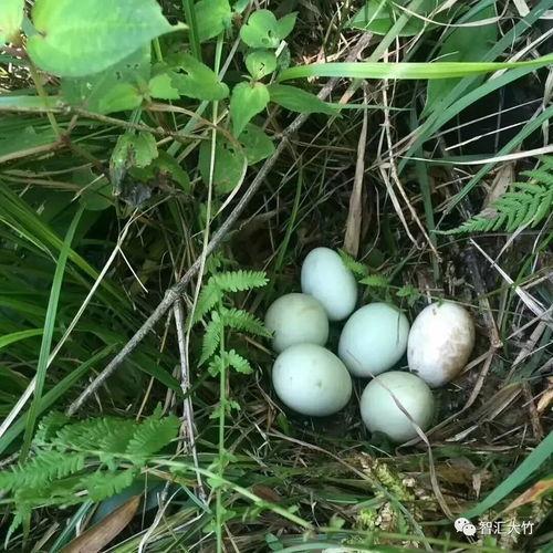 大竹破皮吃瓜,揭秘夏日消暑新潮流