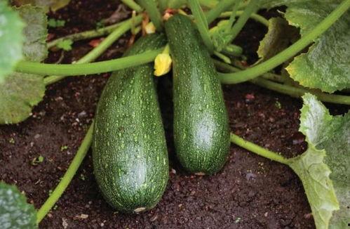 秋天该吃的瓜,秋季必尝的时令瓜类美食