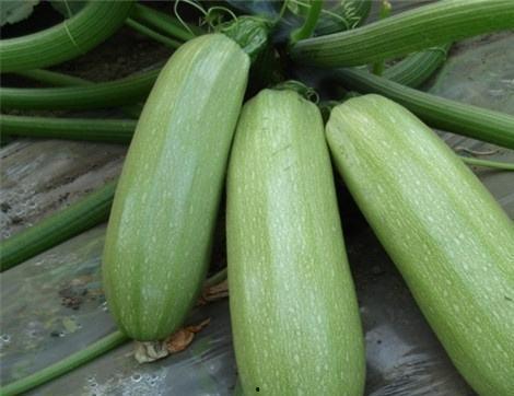 吃里瓜有_什么好处,吃里瓜的五大益处揭秘