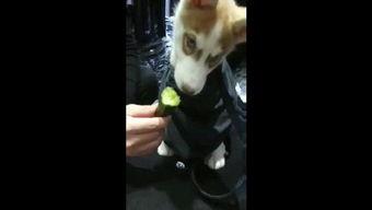 养狗吃瓜的视频,萌宠美食大揭秘