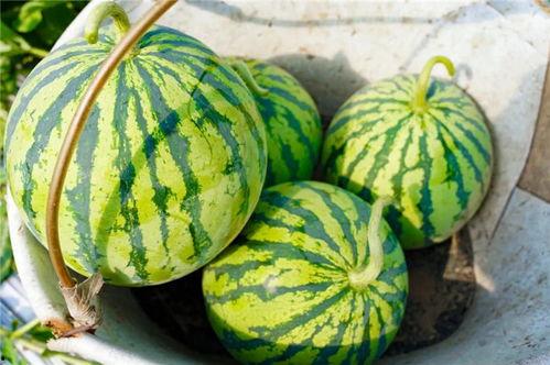 吃瓜到五点,从清晨到黄昏的娱乐盛宴