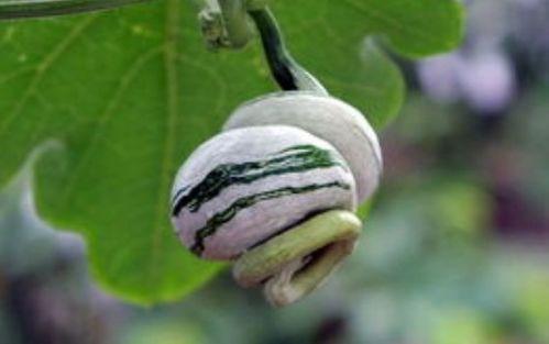 蛇瓜老吃还是,老吃新吃皆宜，营养美味两不误