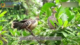 小鸡吃瓜不吃米,对米饭却无动于衷