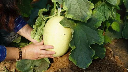 带你吃瓜几句诗句,古风诗句中的趣味人生