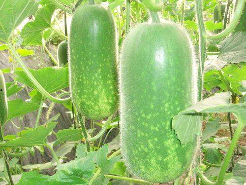 吃瓜216,一场网络热点的狂欢与反思