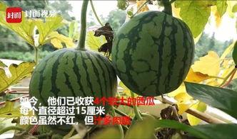 宿舍阳台吃瓜,瓜香四溢的悠闲时光