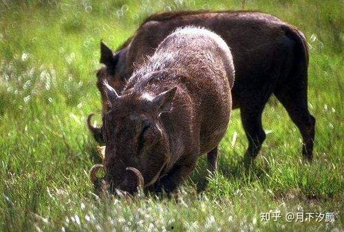 野猪吃瓜搞笑视频