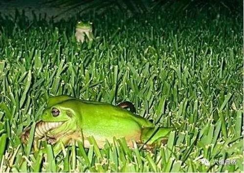 青蛙吃瓜的视频,萌态十足引网友热议